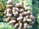 Pink Coral