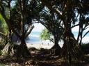 Hanakapi'ai Beach through screw pines