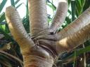 Palm tree hand